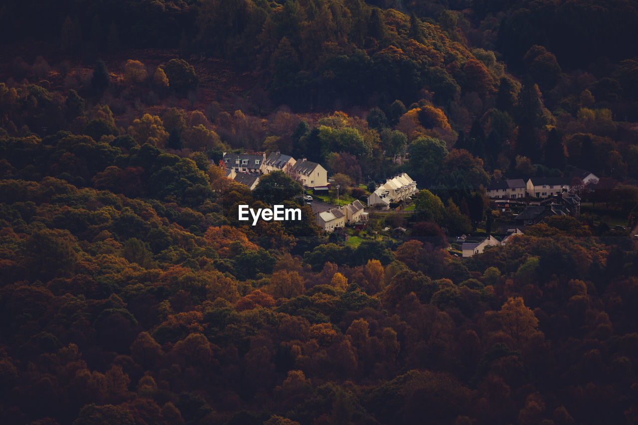 High angle view of trees on mountain