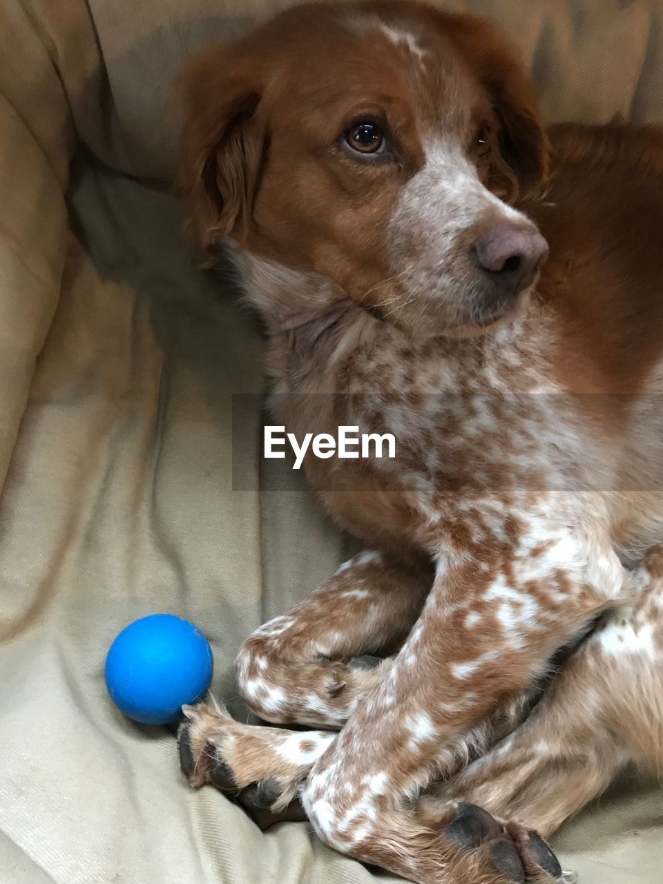 High angle view of dog relaxing on bed at home