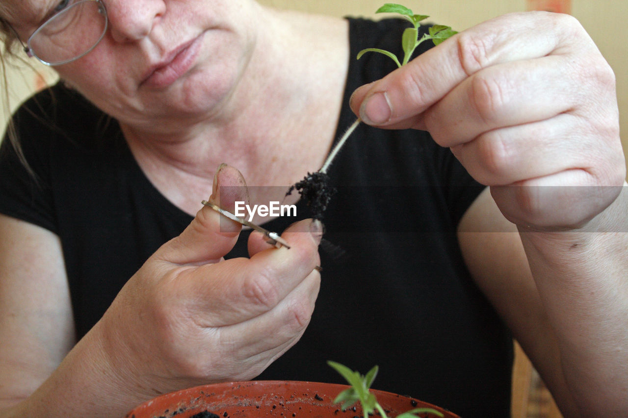 Close-up of senior woman splitting seedling in back yard