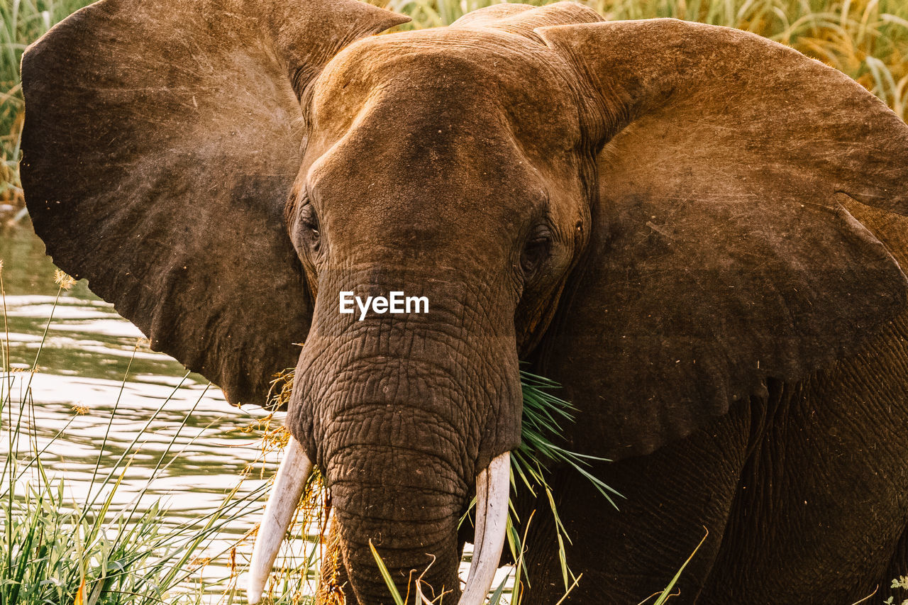 CLOSE-UP OF ELEPHANT OUTDOORS
