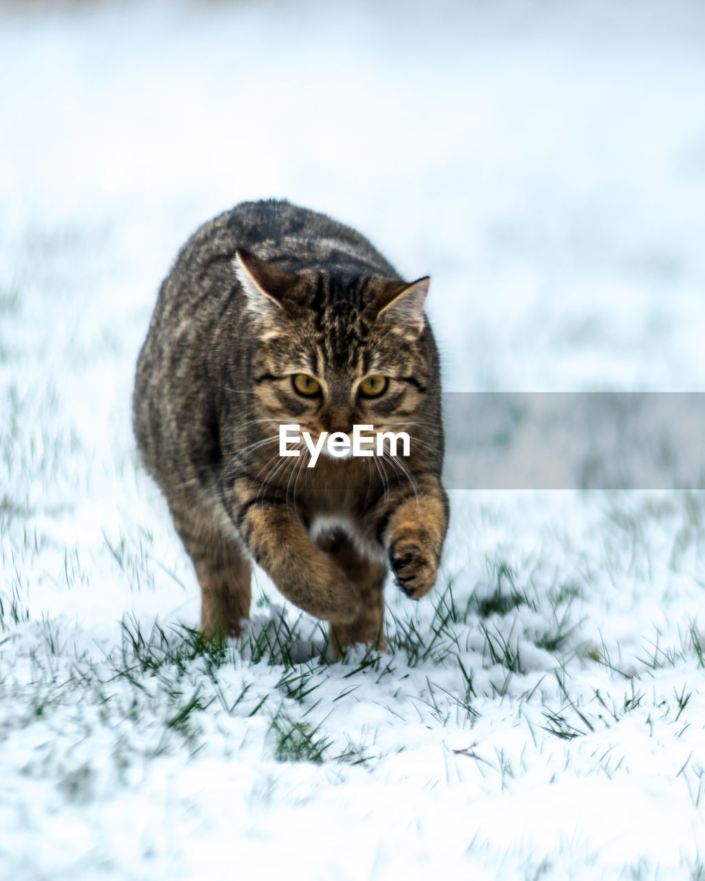 Running cat in snowy grass