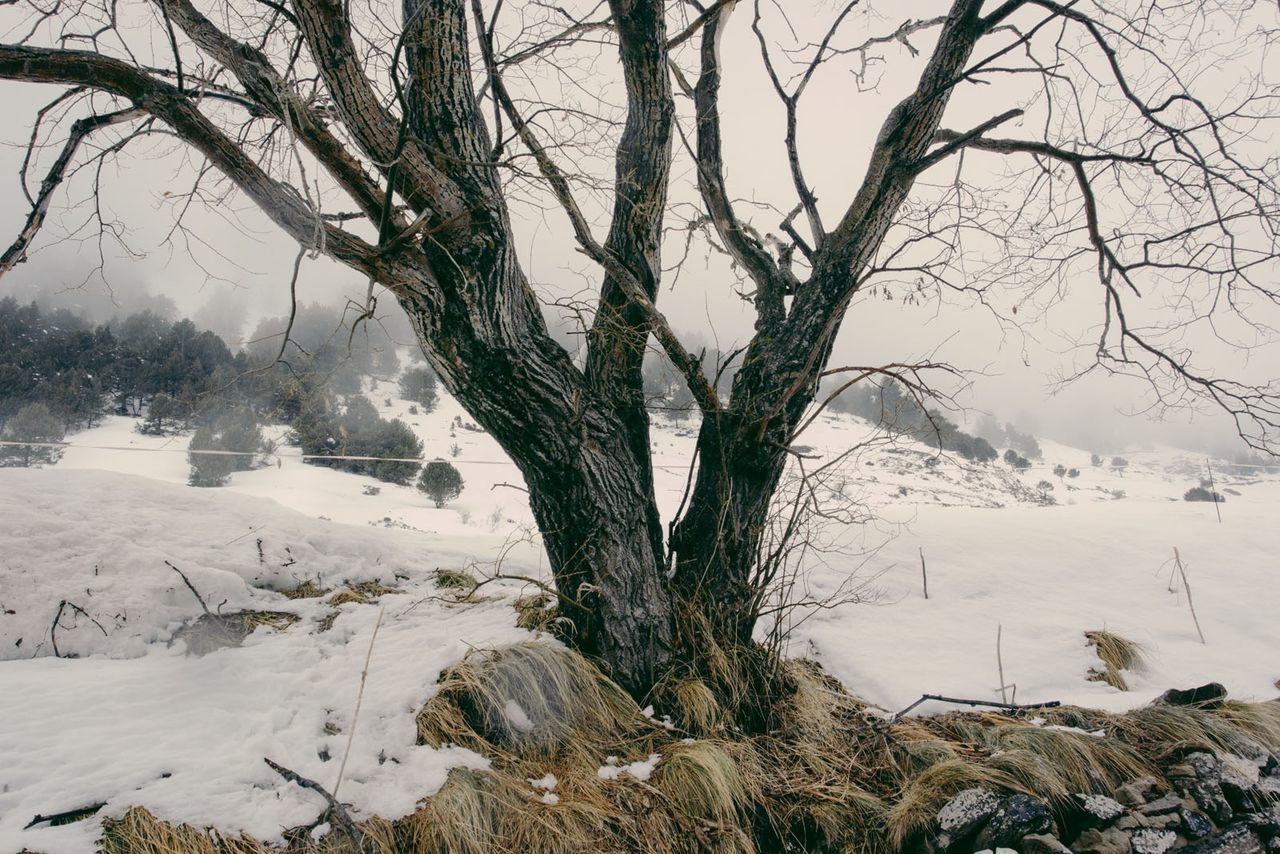 Bare tree in snow covered field