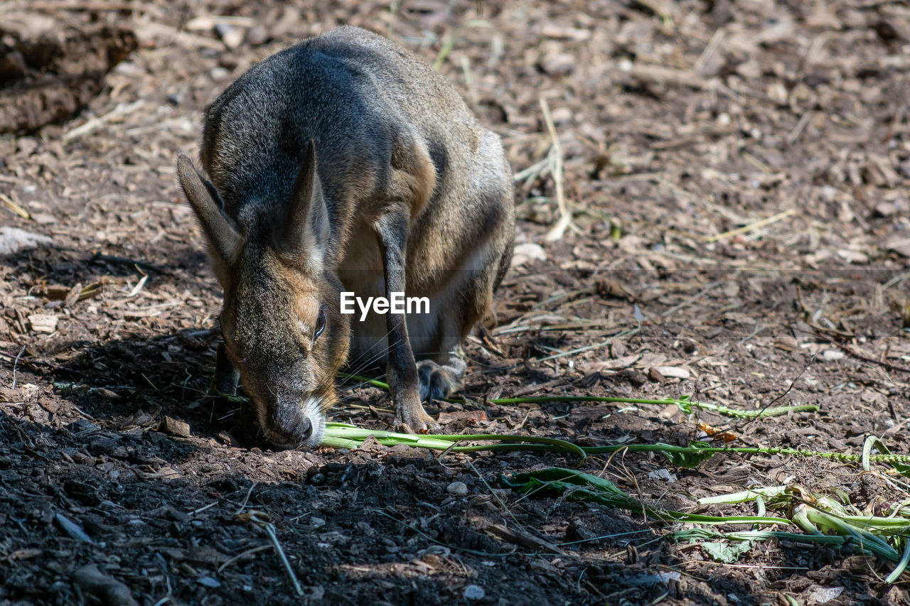 Wallaby on land