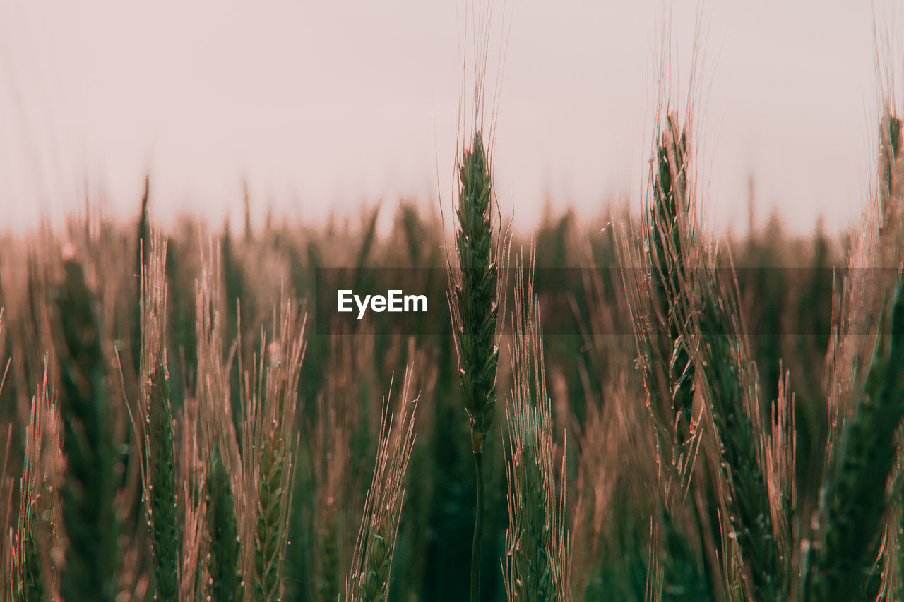 CLOSE-UP OF STALKS IN THE FIELD