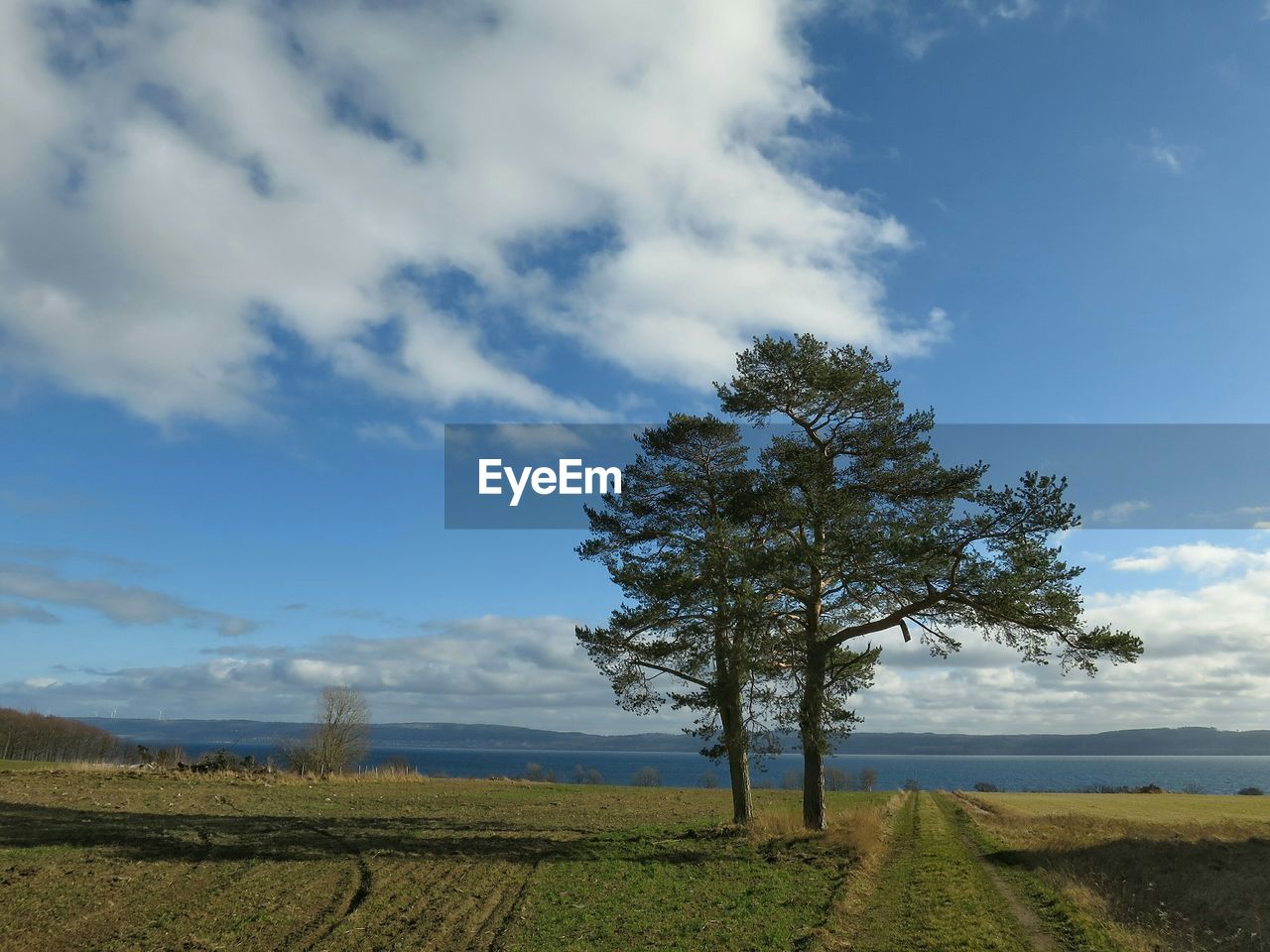 Trees on landscape against calm sea