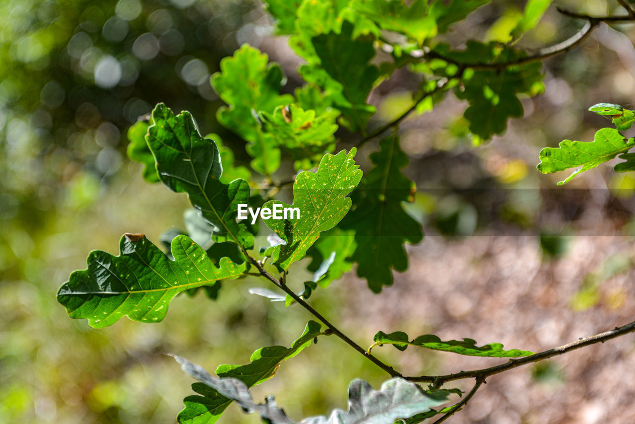 Close-up of fresh green leaves on plant