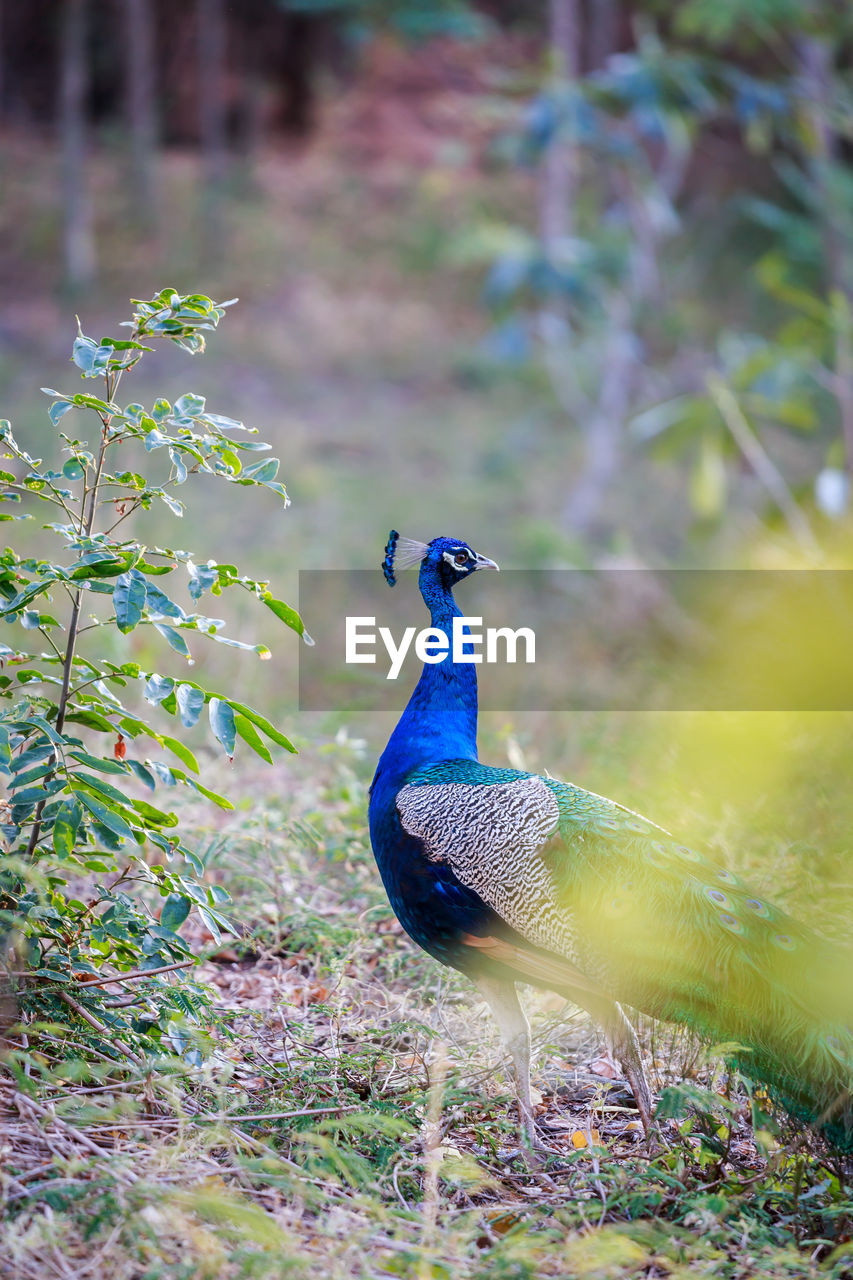 Close-up of peacock