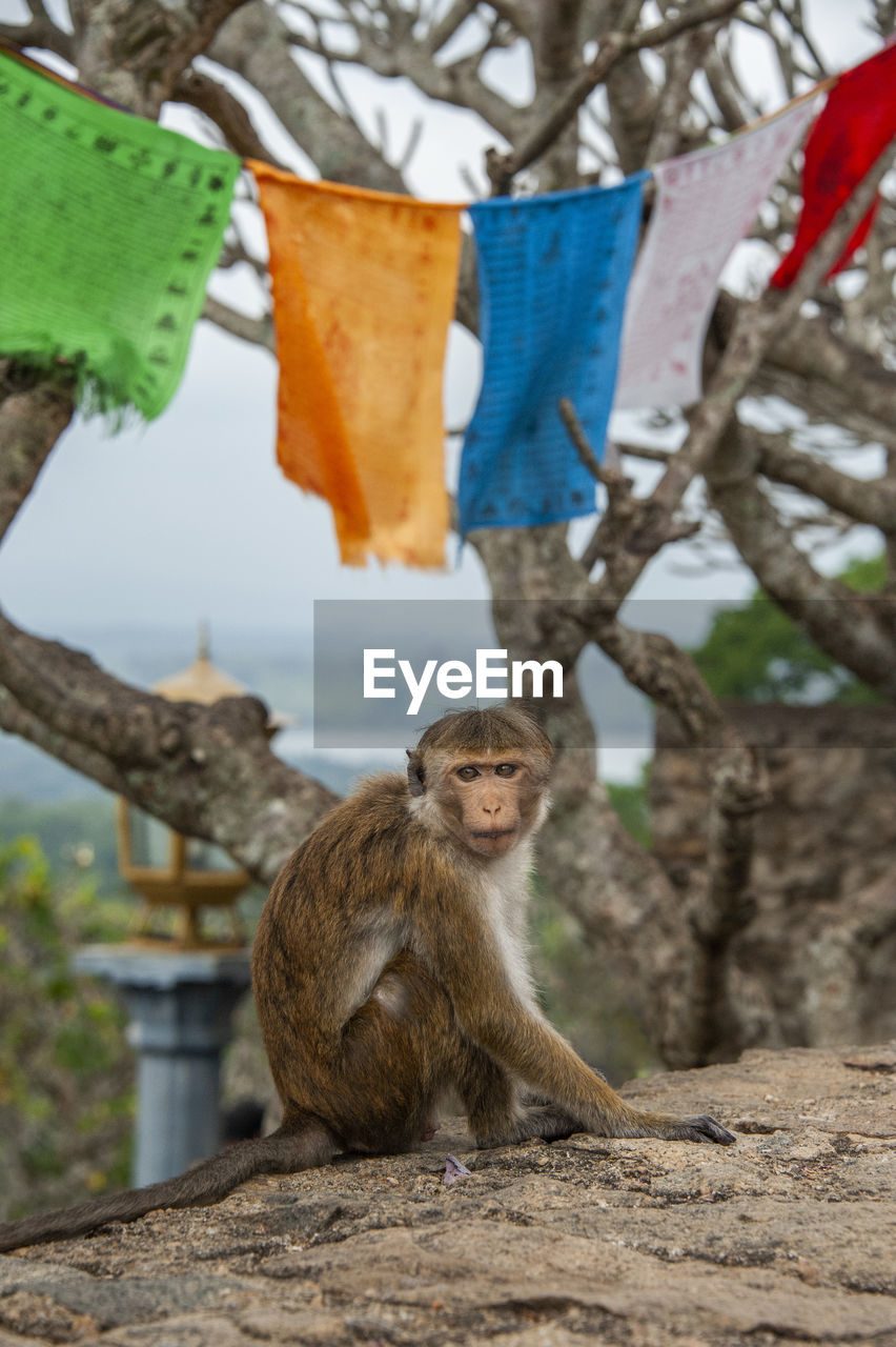 Monkey in dambulla cave temple - sri lanka 