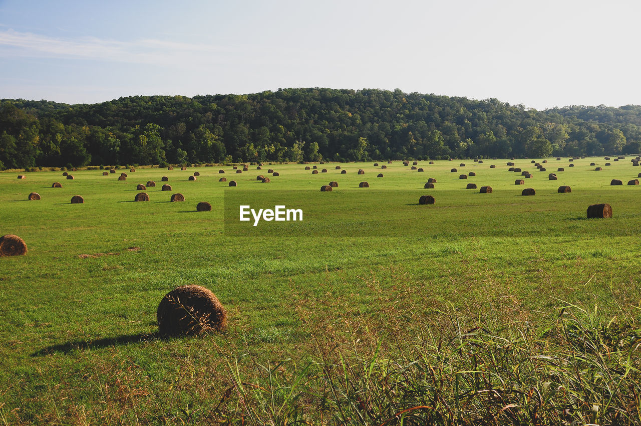 FLOCK OF SHEEP ON FIELD AGAINST SKY