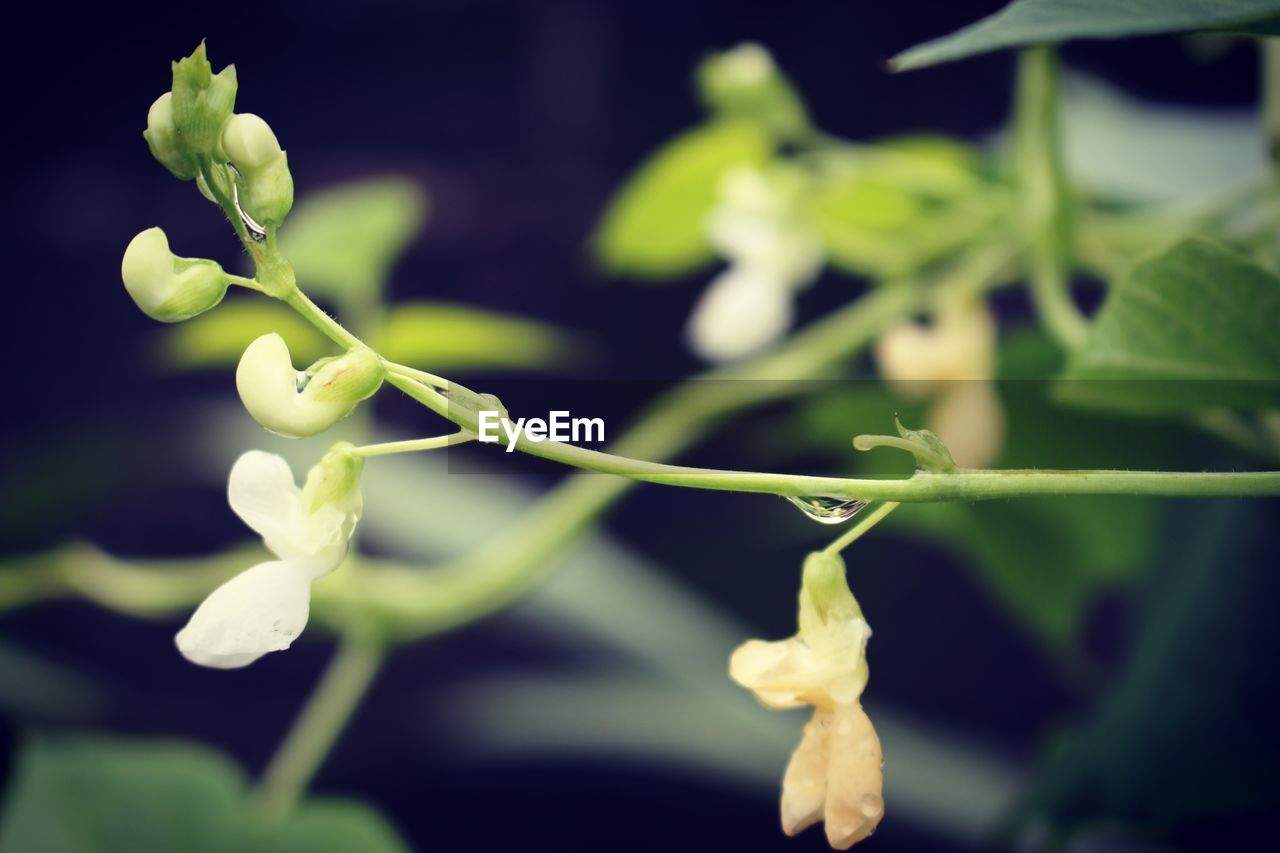 CLOSE-UP OF WHITE FLOWER PLANT