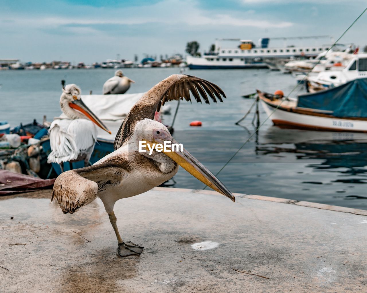 Pelicans on shore