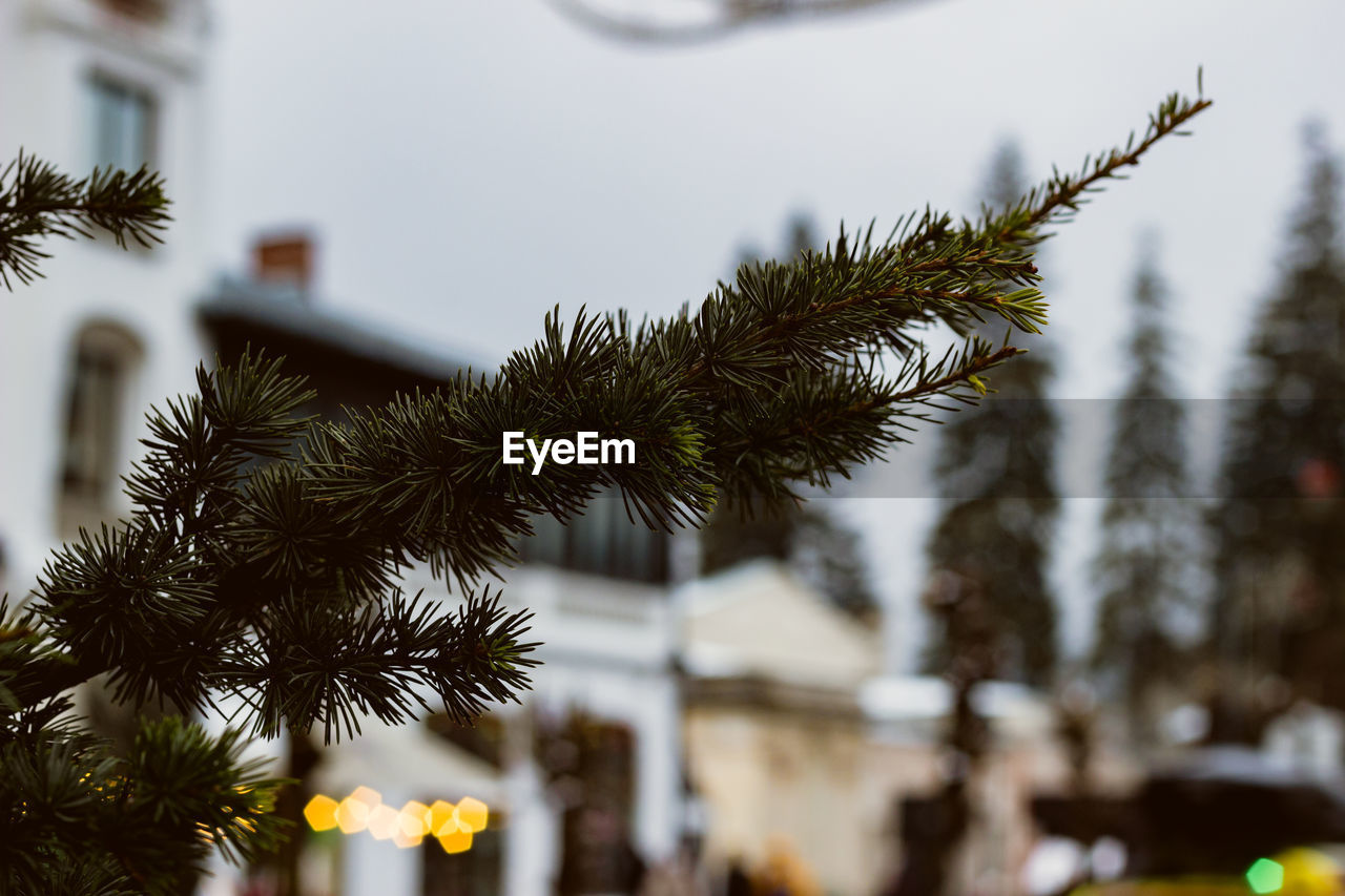 tree, plant, branch, christmas tree, holiday, nature, christmas, winter, coniferous tree, no people, celebration, palm tree, focus on foreground, outdoors, decoration, pinaceae, christmas decoration, flower, tropical climate, architecture, pine tree, tradition, building exterior, day, sky, illuminated, city