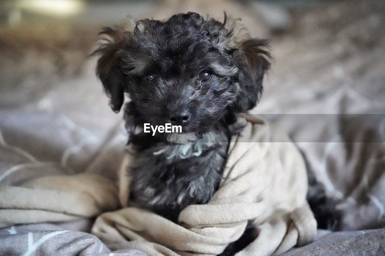 dog, pet, canine, domestic animals, mammal, animal themes, one animal, animal, puppy, young animal, portrait, relaxation, lap dog, cute, looking at camera, havanese, lying down, furniture, no people, indoors, morkie, focus on foreground, carnivore