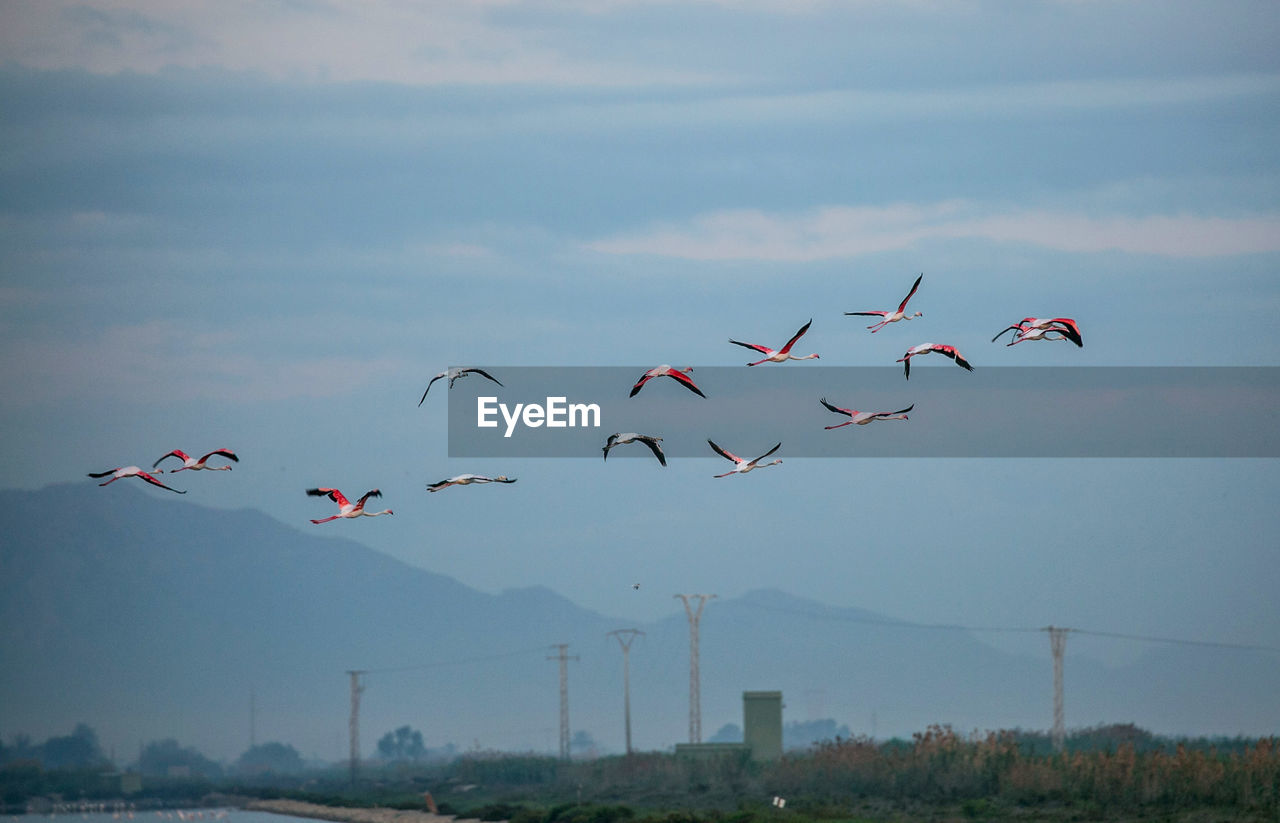 Flamingoes flying against sky