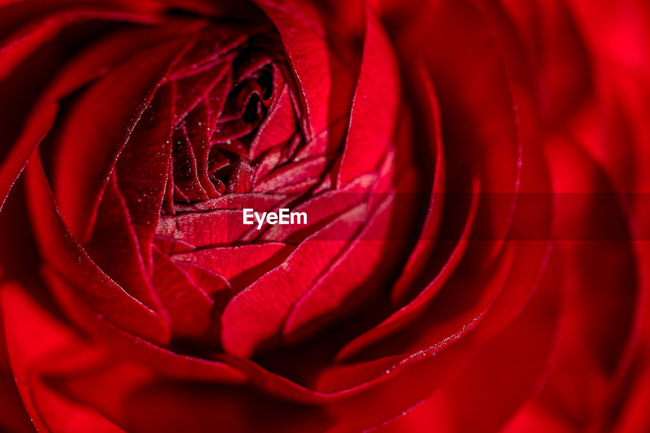 Close-up of red rose