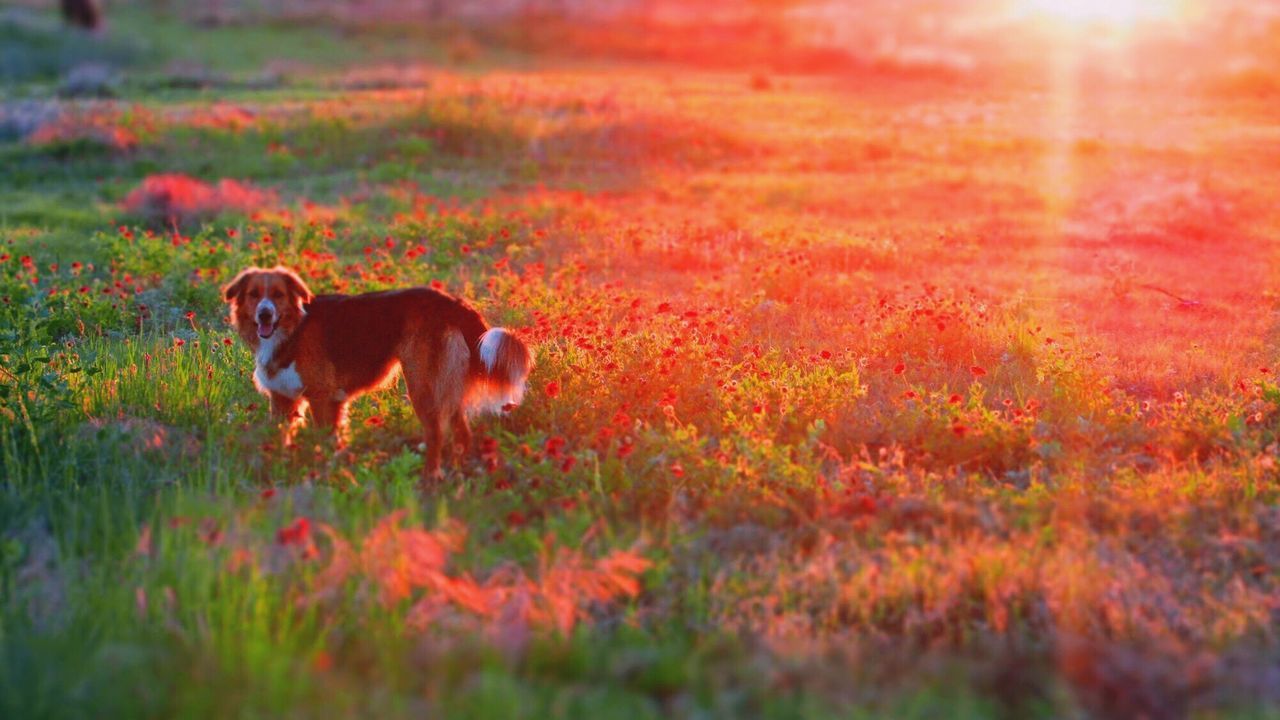 Portrait of dog standing on field