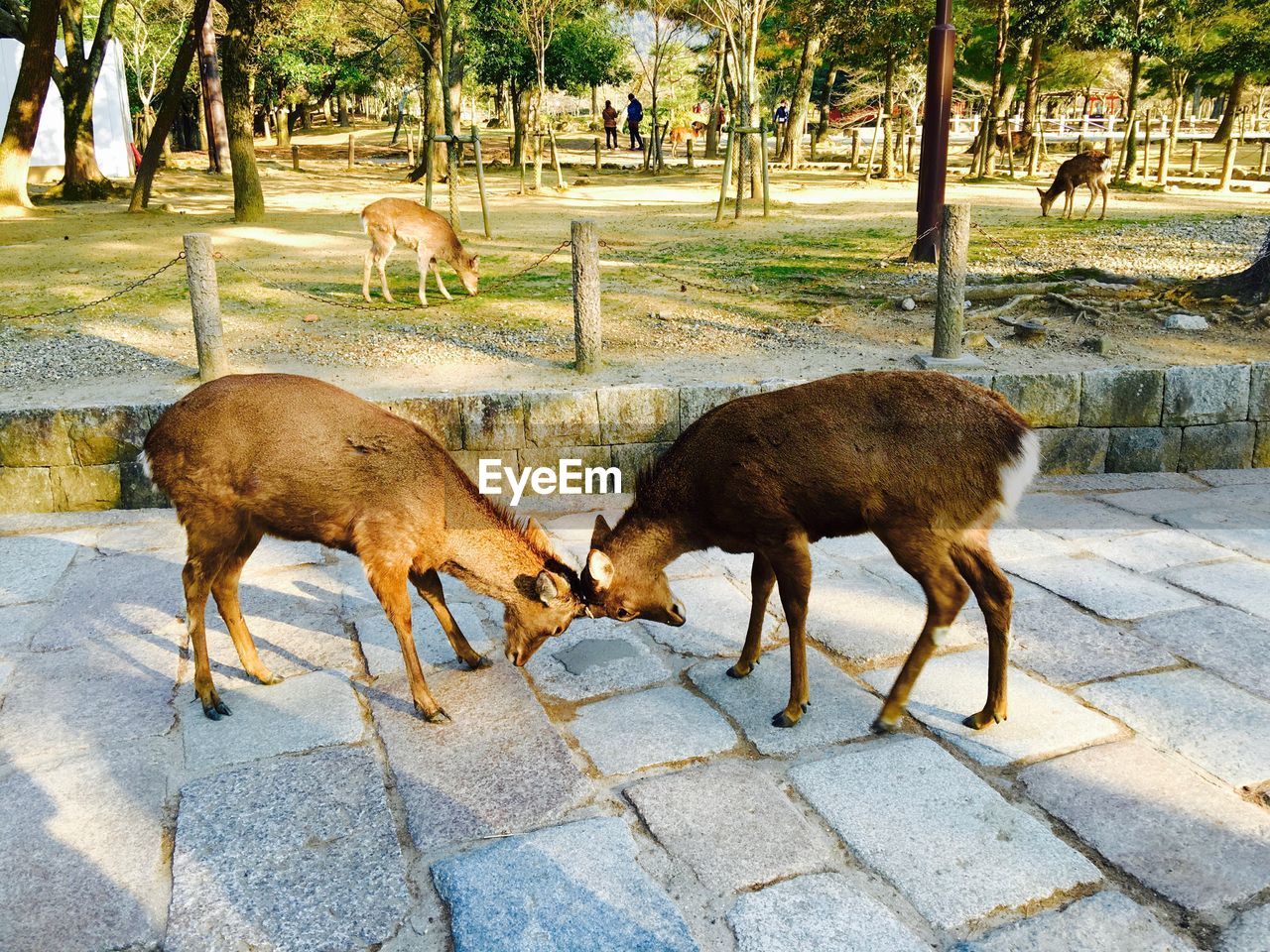 Two animals fighting at zoo