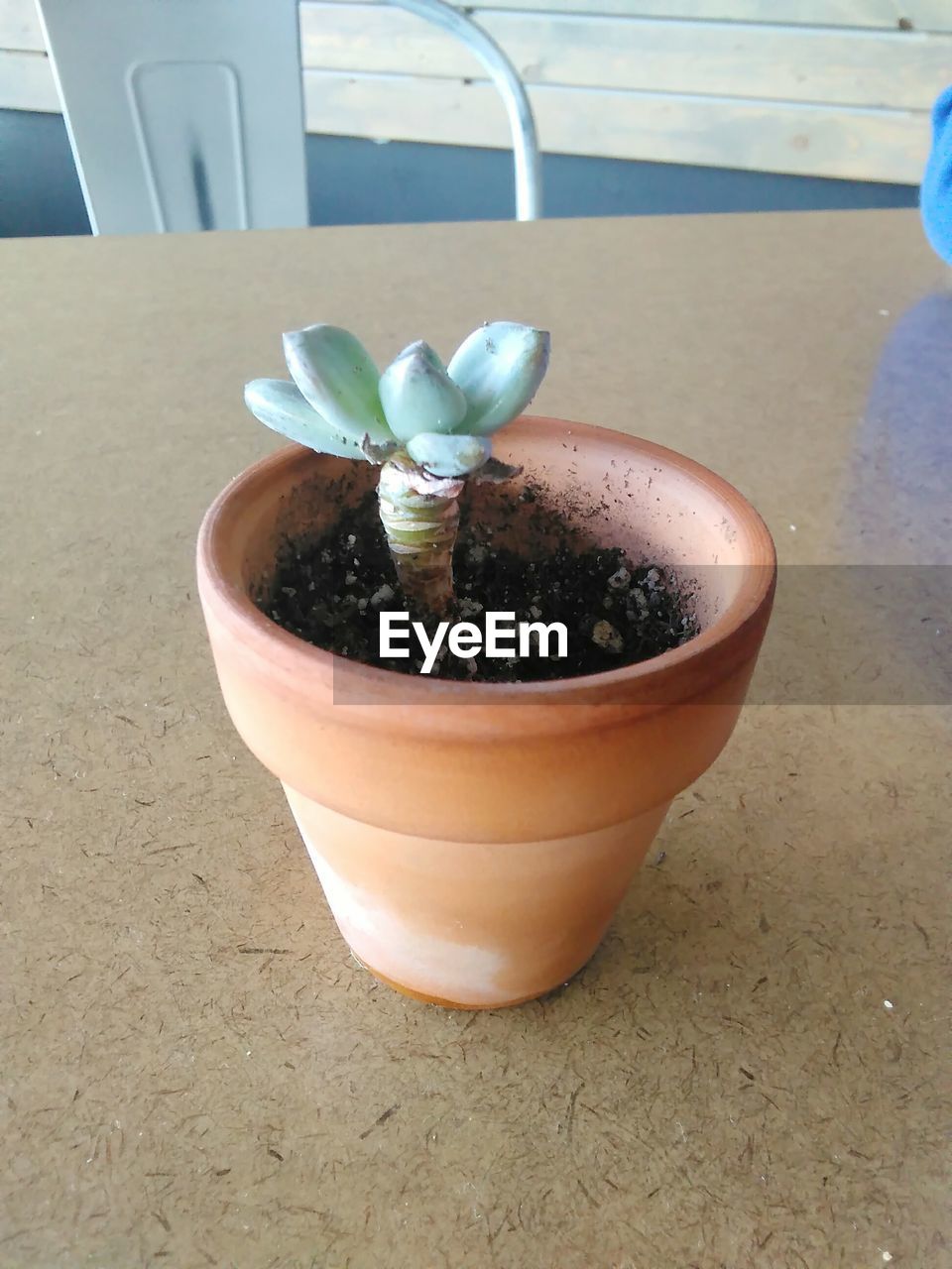 CLOSE-UP OF POTTED PLANTS ON TABLE