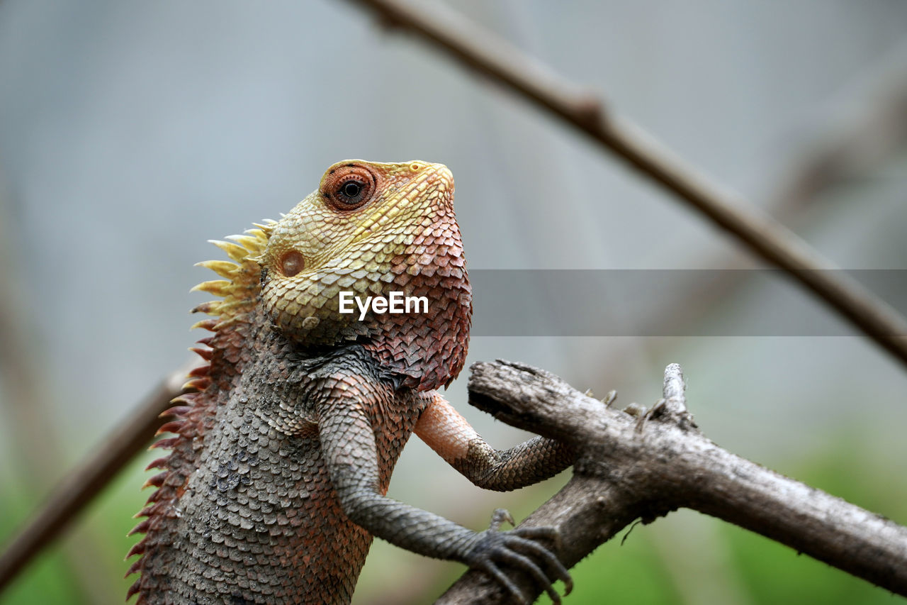 CLOSE-UP OF LIZARD ON TREE BRANCH