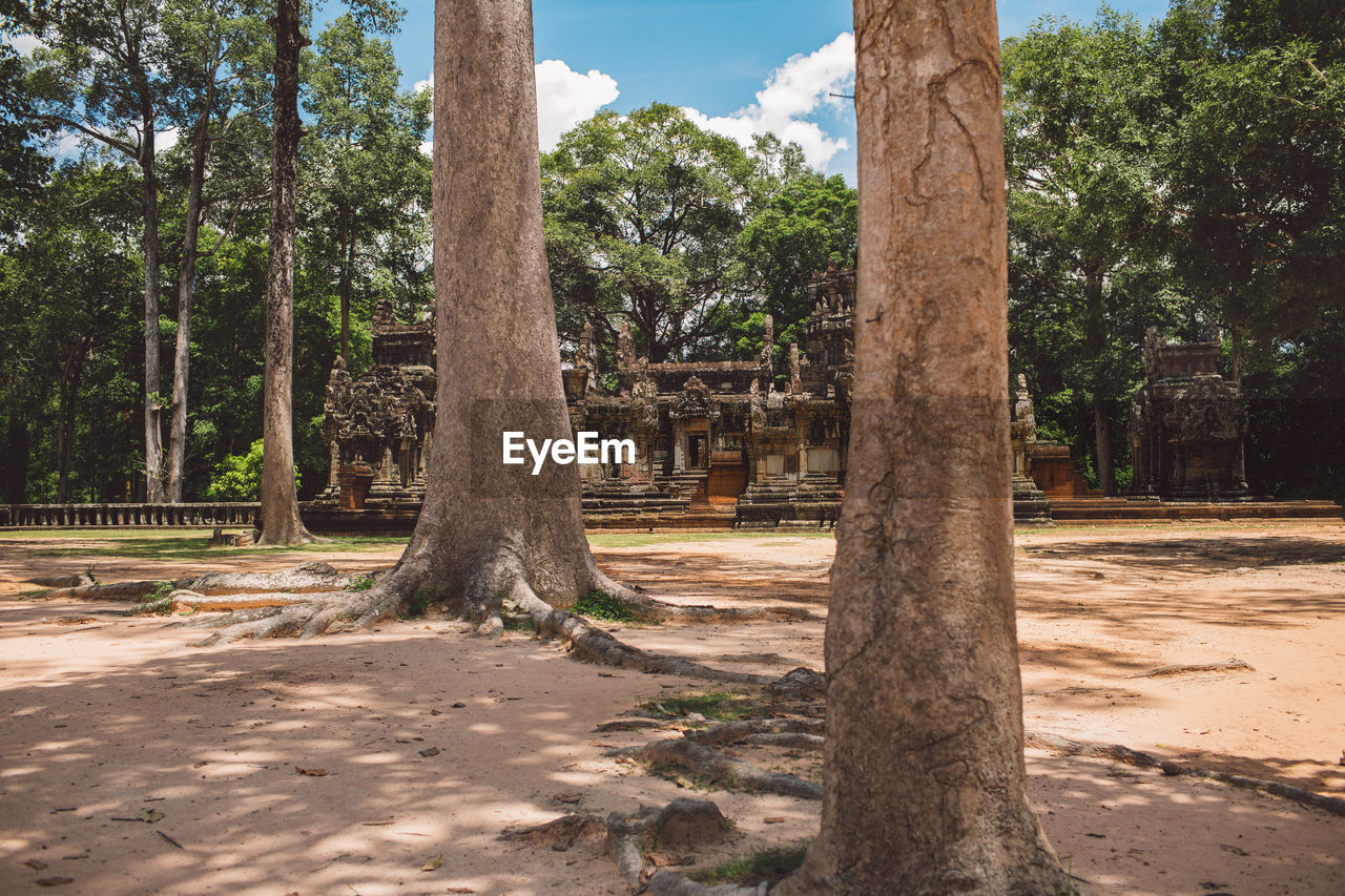 Trees and temple in forest