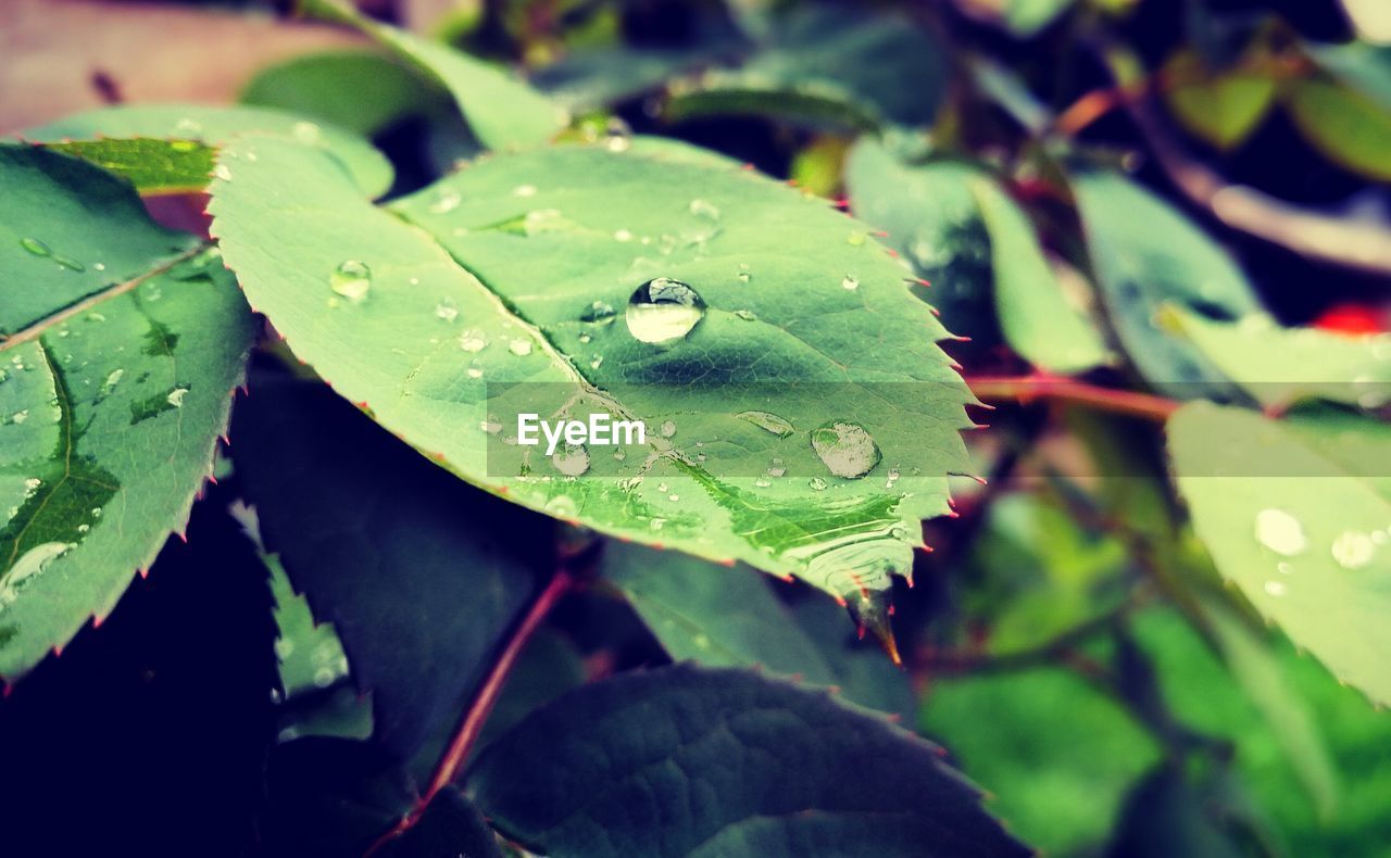 Close-up of wet plant leaves