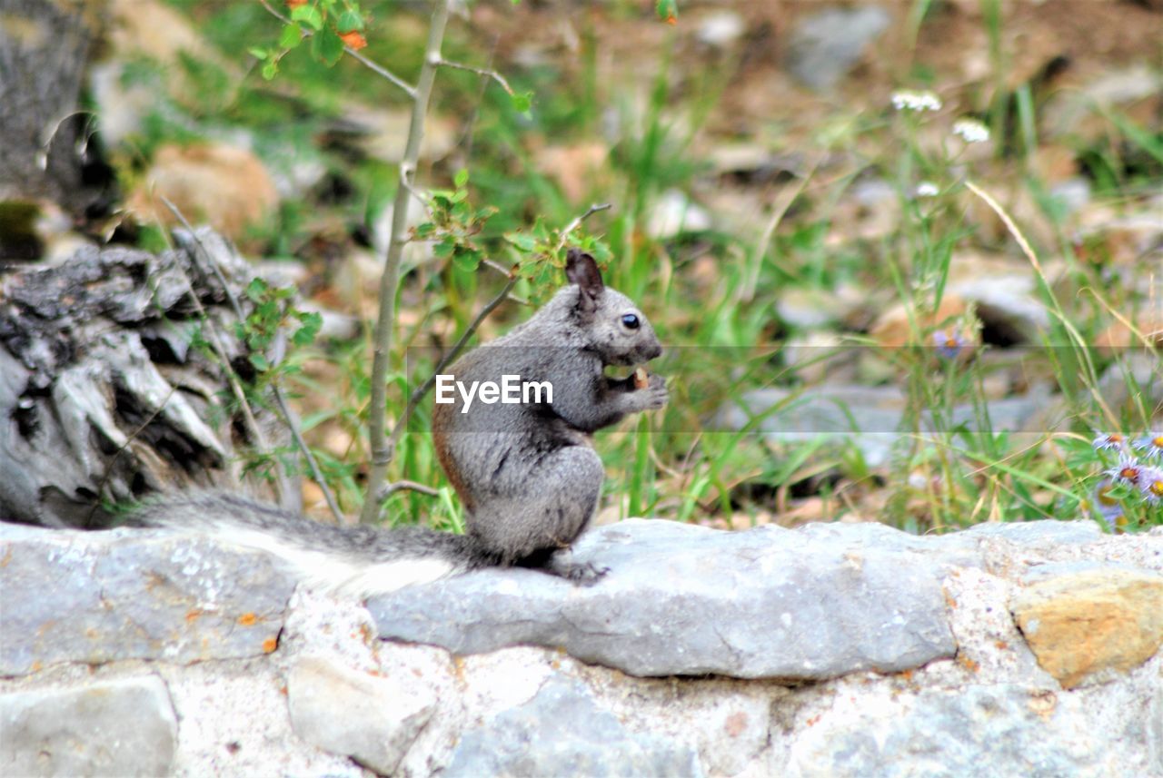 SQUIRREL ON ROCK