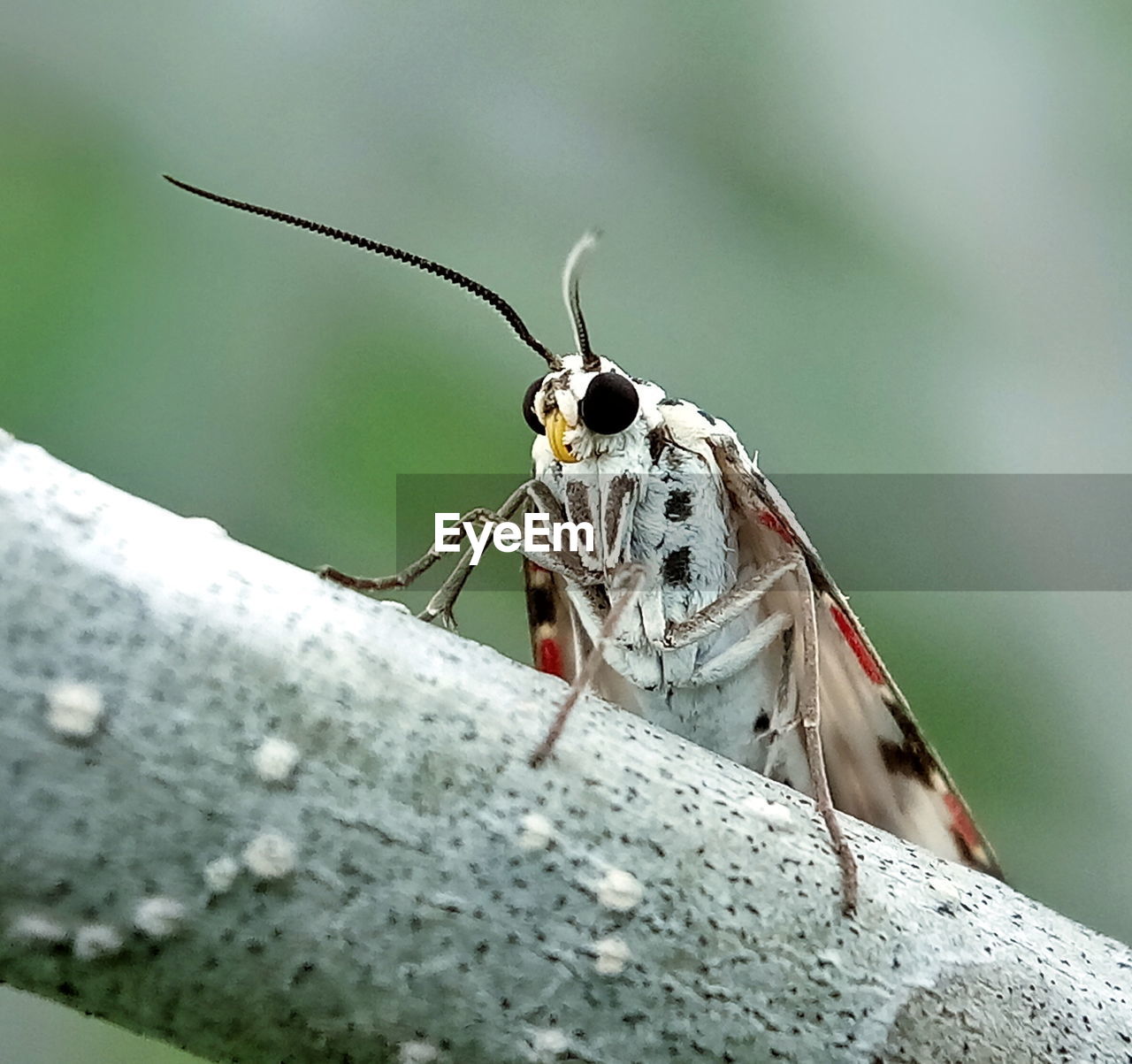 CLOSE-UP OF BUTTERFLY ON LEAF