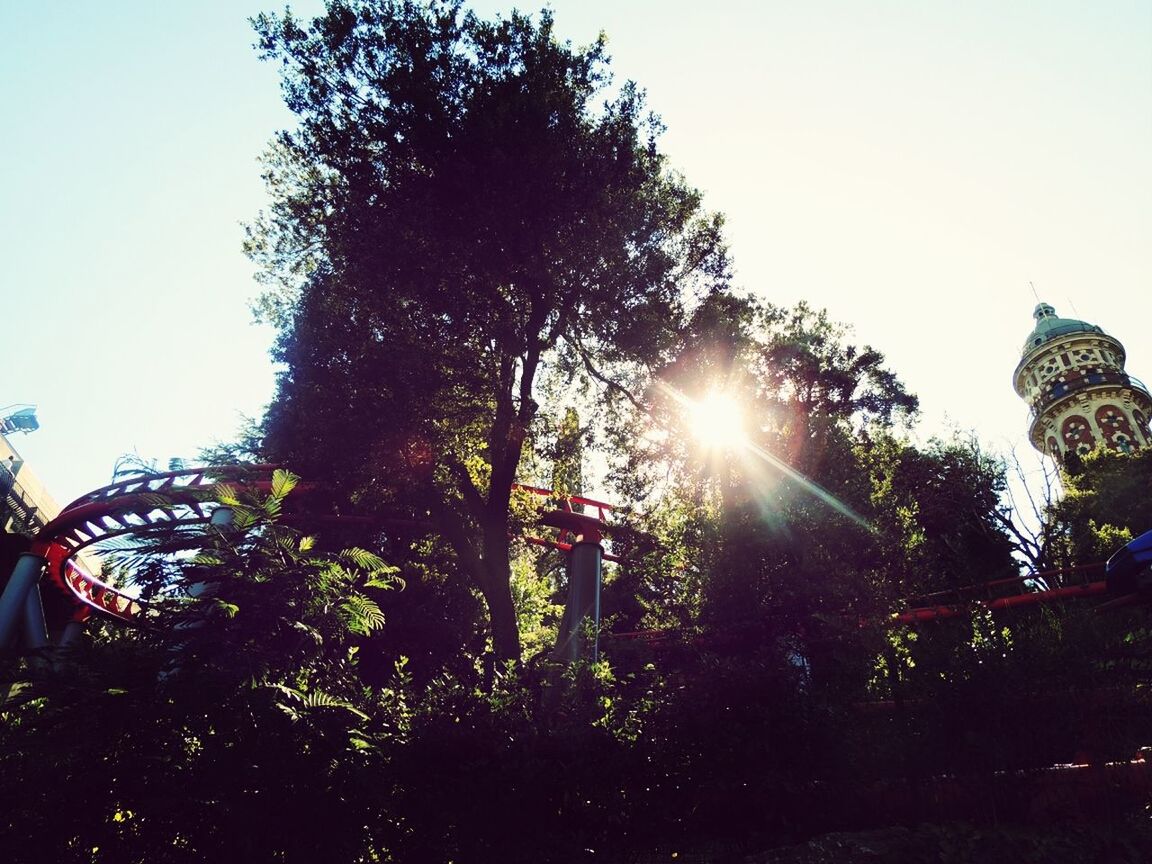 SUN SHINING THROUGH TREES