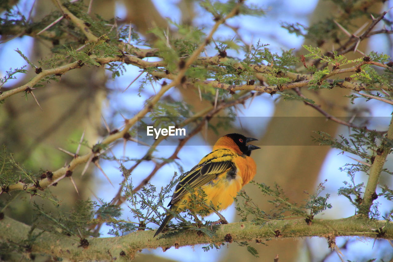 animal, animal wildlife, animal themes, bird, tree, wildlife, nature, plant, branch, perching, one animal, beauty in nature, no people, yellow, outdoors, environment, flower, tourism, wilderness