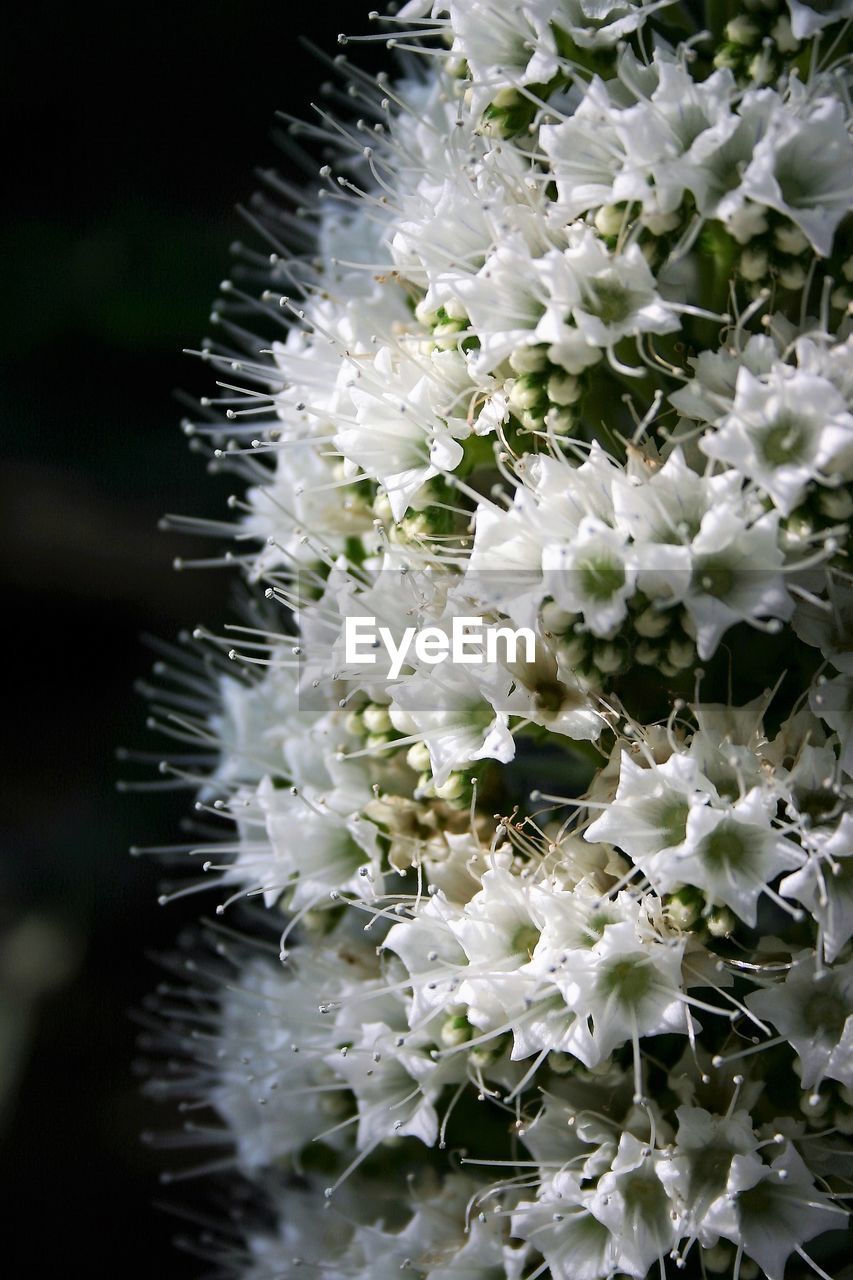 Close-up of white flowers