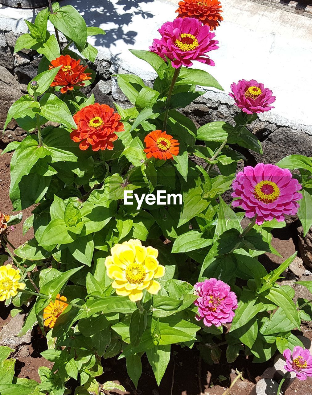 CLOSE-UP OF MULTI COLORED FLOWERS IN PARK