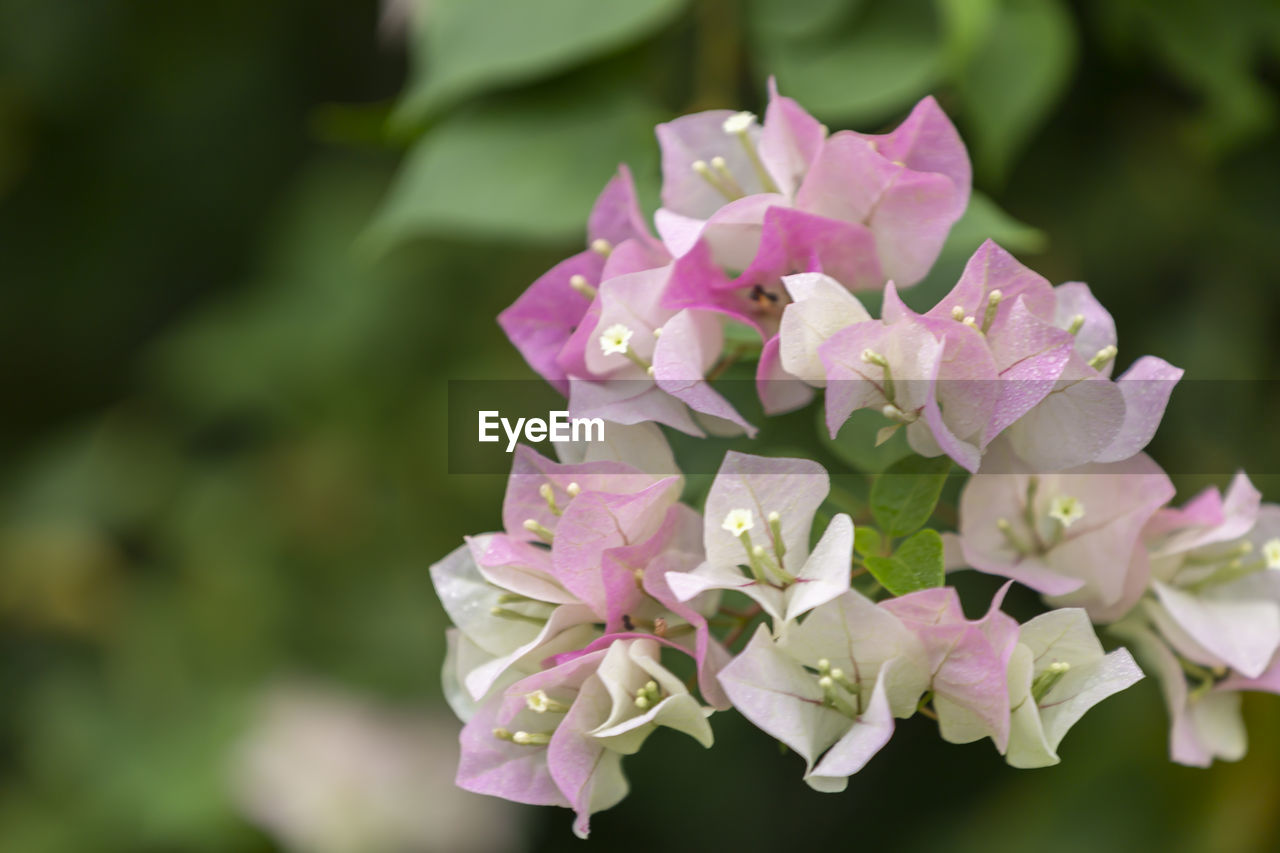 CLOSE-UP OF PINK FLOWERS