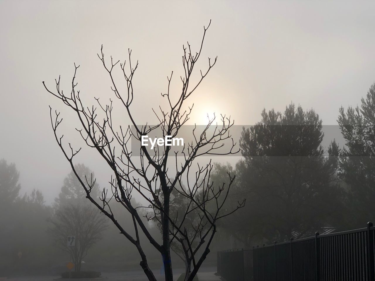 LOW ANGLE VIEW OF SILHOUETTE BARE TREE AGAINST SKY