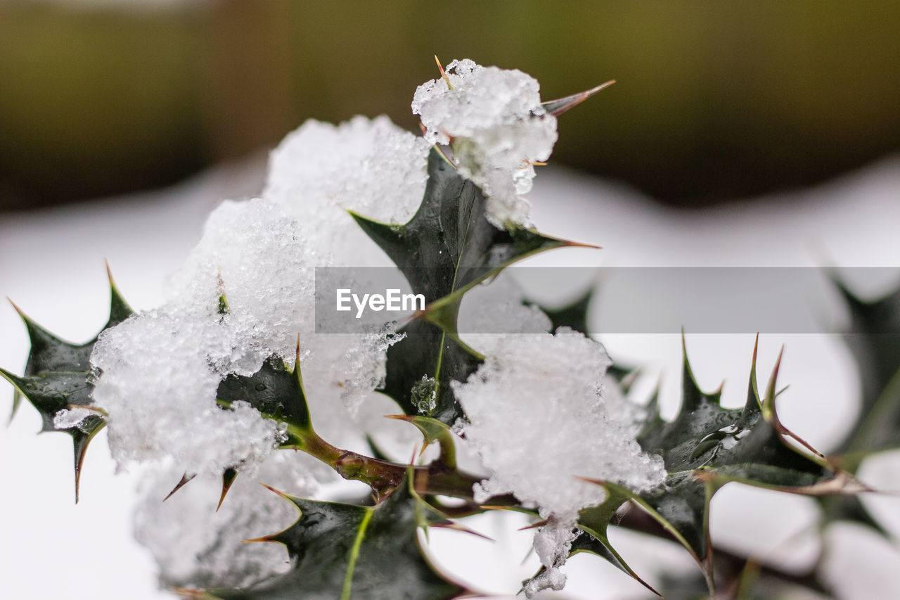 CLOSE-UP OF SNOW COVERED PLANT