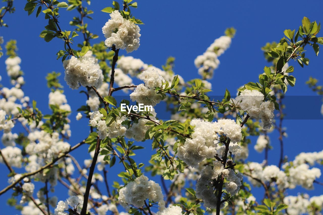 LOW ANGLE VIEW OF CHERRY BLOSSOMS AGAINST BLUE SKY