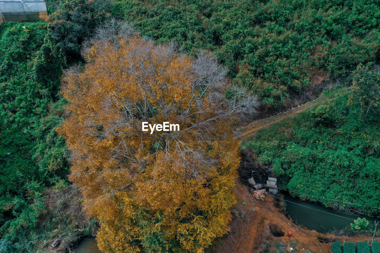 plant, tree, growth, leaf, high angle view, beauty in nature, nature, day, green, no people, autumn, forest, land, tranquility, scenics - nature, outdoors, water, tranquil scene, woodland, environment, non-urban scene, flower