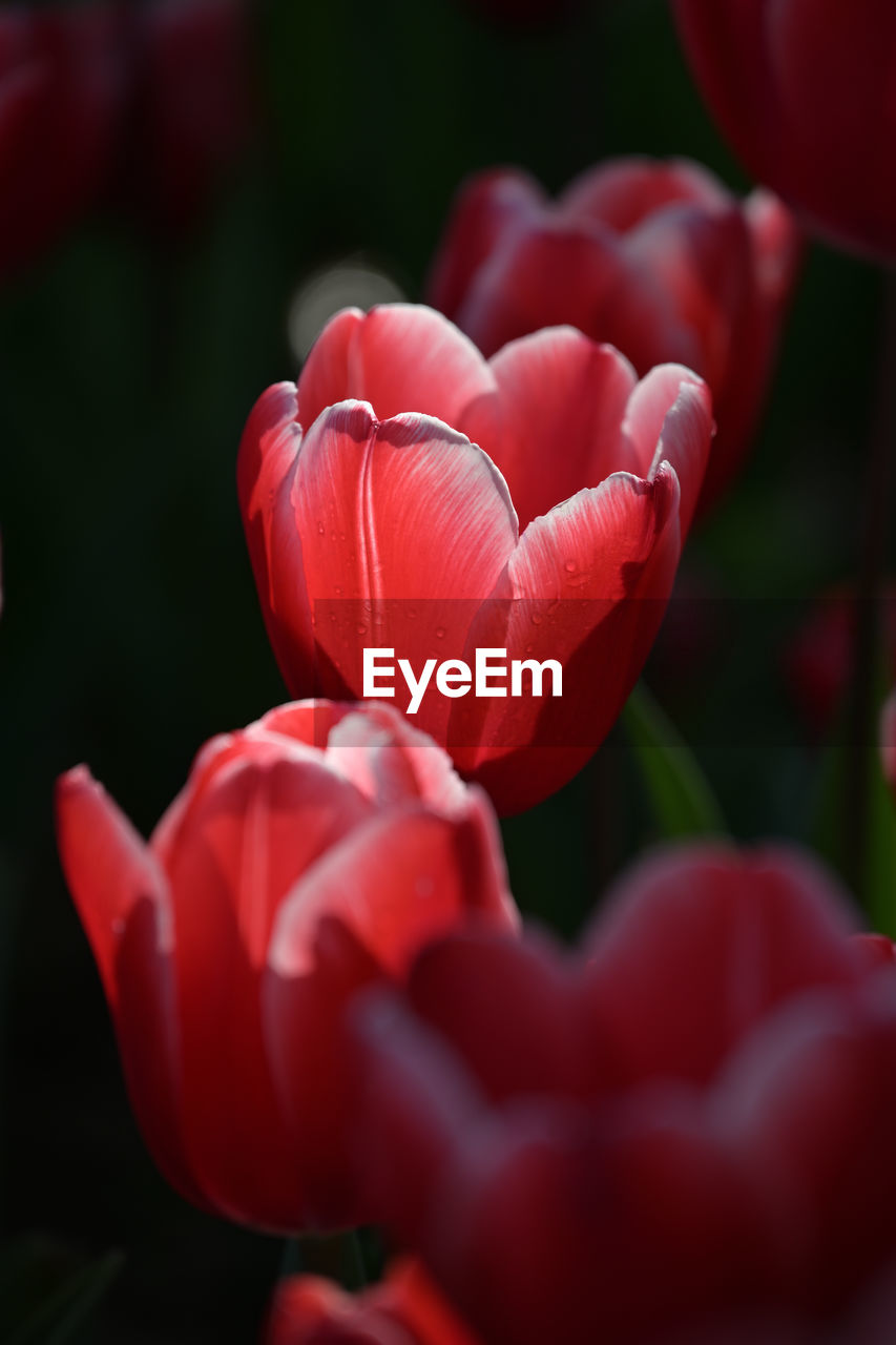 red, flower, plant, tulip, close-up, flowering plant, freshness, beauty in nature, petal, growth, macro photography, pink, nature, fragility, flower head, selective focus, inflorescence, focus on foreground, no people, day, outdoors