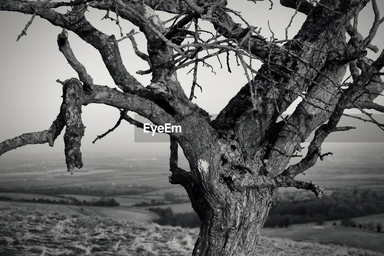 CLOSE-UP OF TREE TRUNK AGAINST SKY