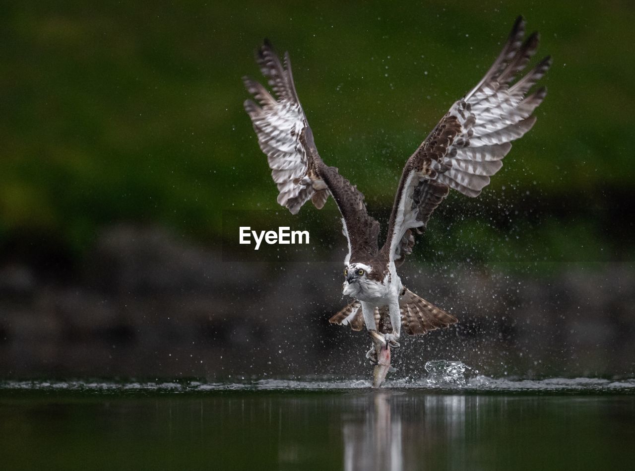 Bird flying over lake