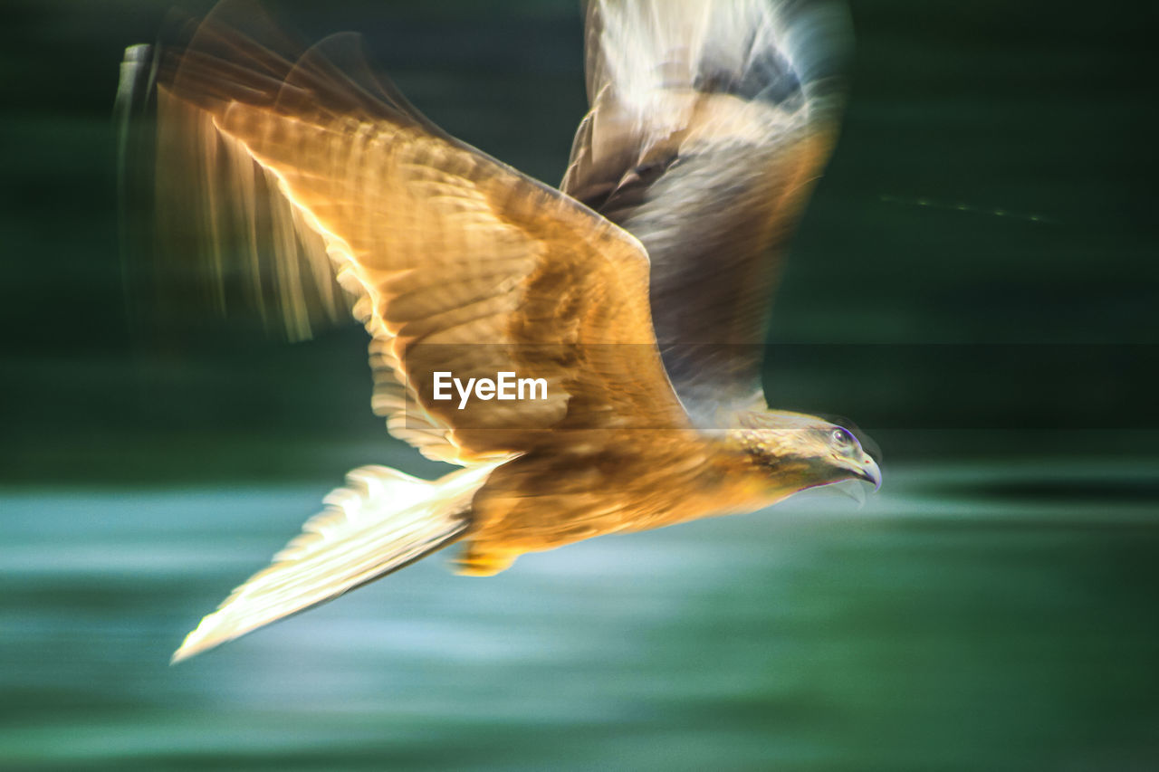 CLOSE-UP OF BIRD FLYING IN THE BACKGROUND