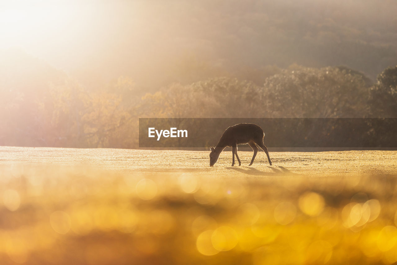 Silhouette a deer walking on field against sky during sunset