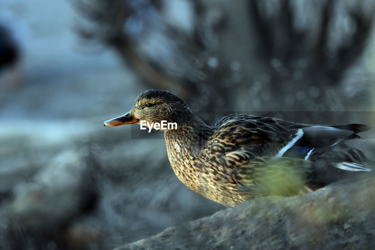 CLOSE-UP OF A DUCK