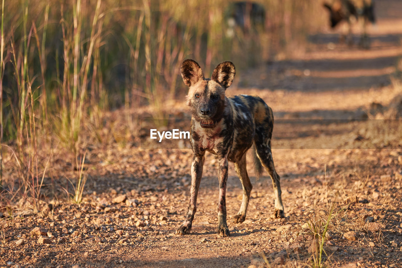 An african wild dog in kafue national park