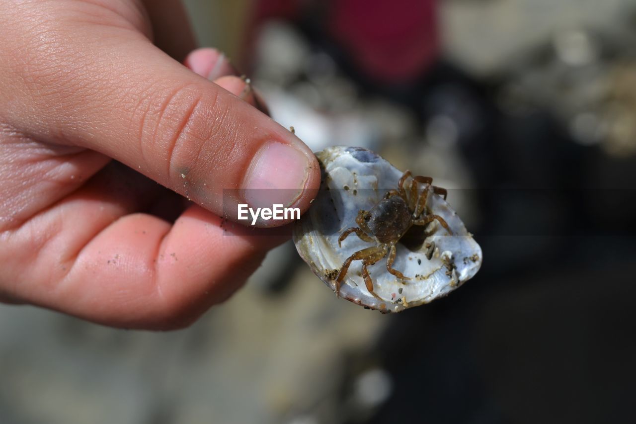 Cropped image of person holding shell with crab