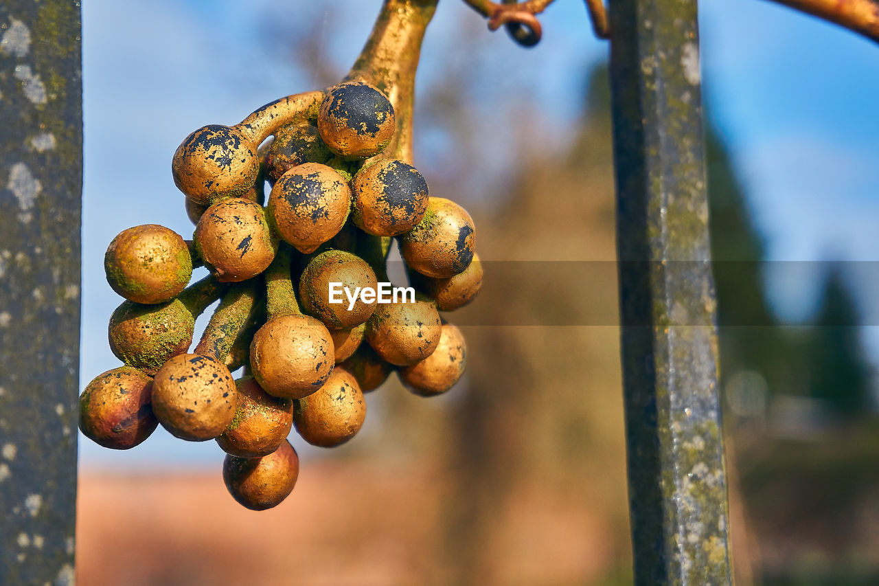 CLOSE-UP OF FRUIT ON METAL