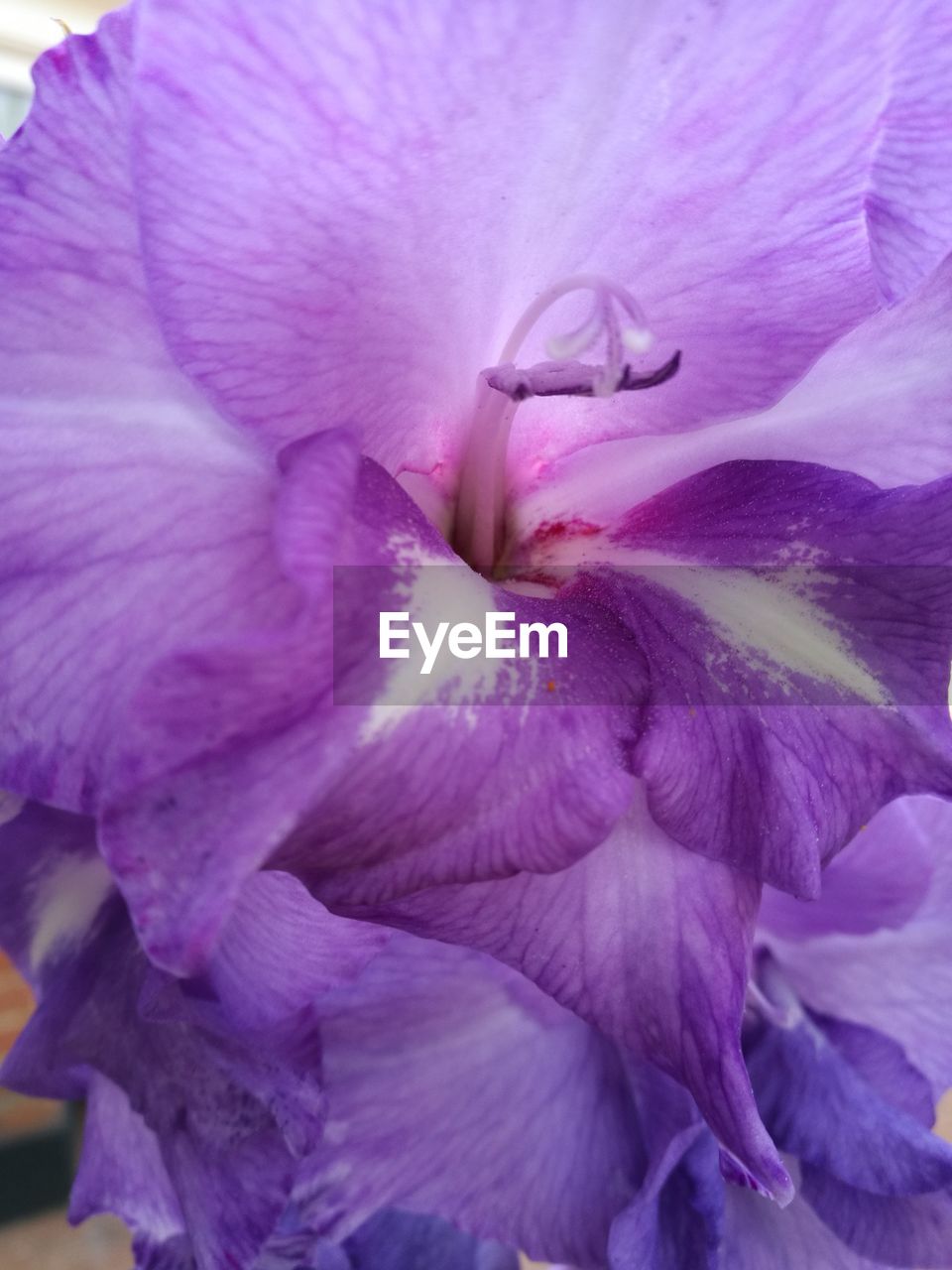 FULL FRAME SHOT OF PURPLE FLOWER BLOOMING