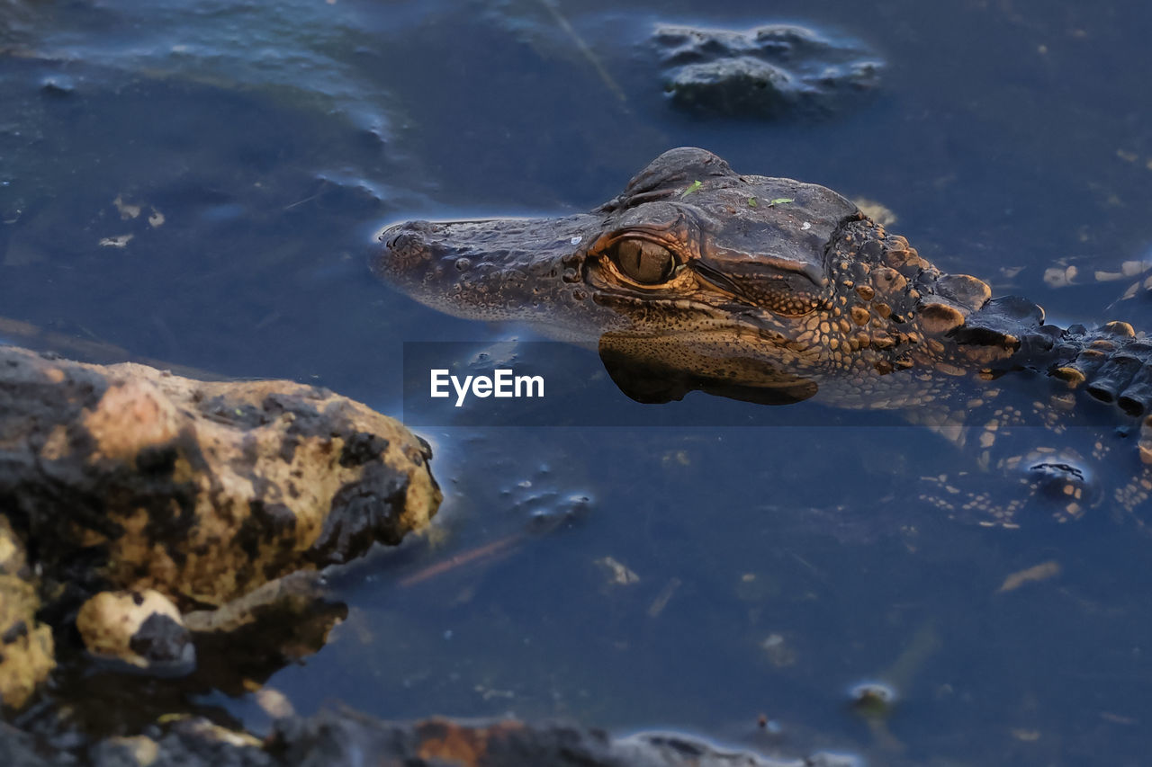 Young alligator next to rock shaped like alligator head