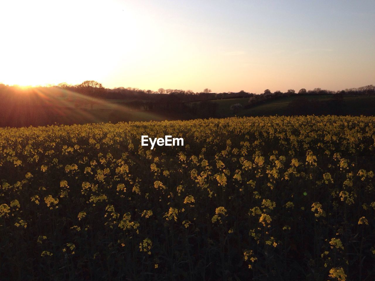 SUN SHINING OVER FIELD