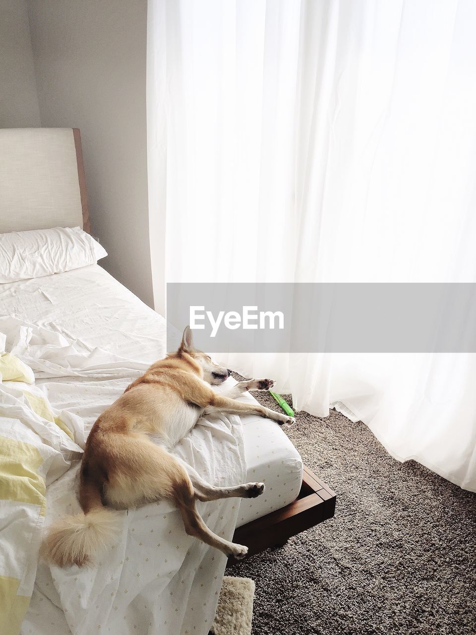 High angle view of dog lying on bed at home