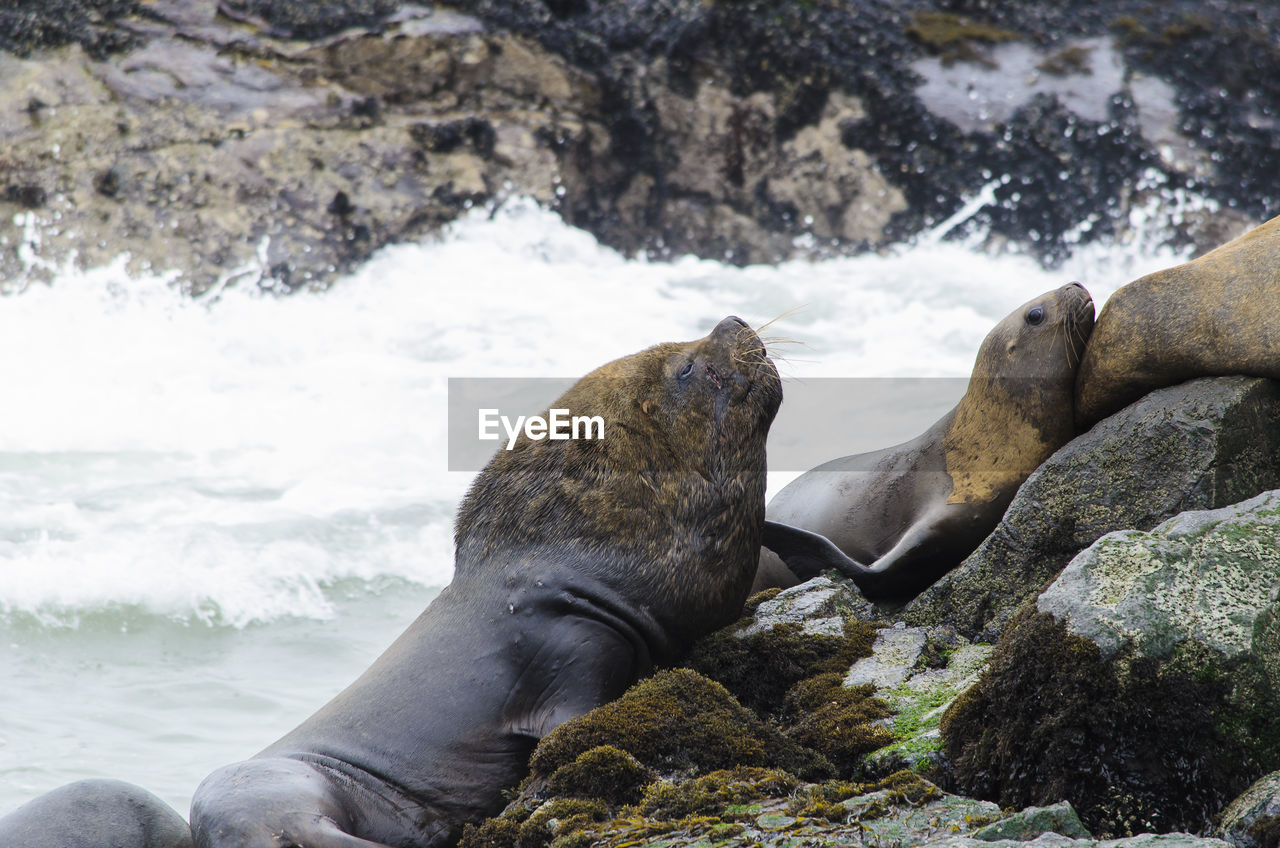 Sea lions on rocky shore